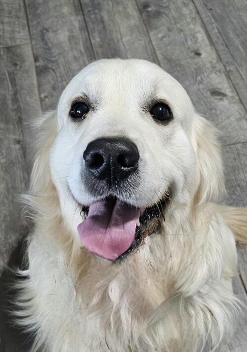 Snowy River's Rip Wheeler Legacy Of Poncho (Sire)