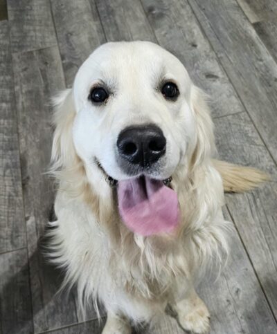 Snowy River's Rip Wheeler Legacy Of Poncho (Sire)