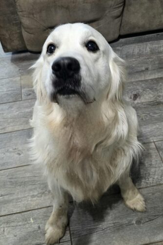 Snowy River's Rip Wheeler Legacy Of Poncho (Sire)