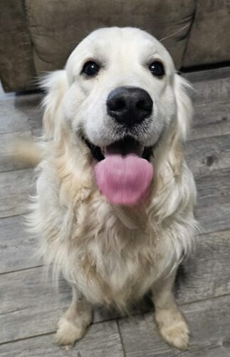 Snowy River's Rip Wheeler Legacy Of Poncho (Sire)