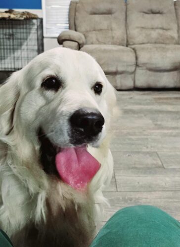 Snowy River's Rip Wheeler Legacy Of Poncho (Sire)