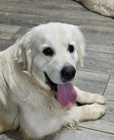 Snowy River's Rip Wheeler Legacy Of Poncho (Sire)