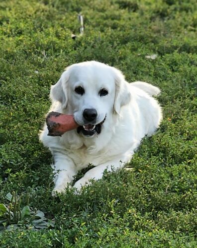 Bitch: Snowy River's Raven's and Poncho's Miracle (Dam)