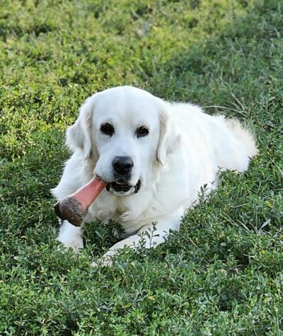 Bitch: Snowy River's Raven's and Poncho's Miracle (Dam)