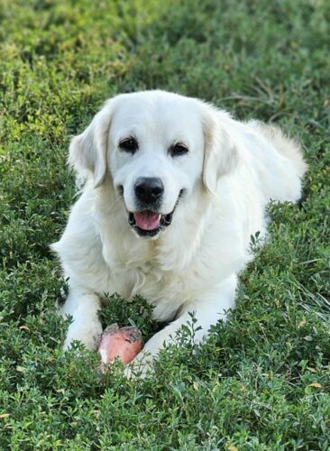 Bitch: Snowy River's Raven's and Poncho's Miracle (Dam)