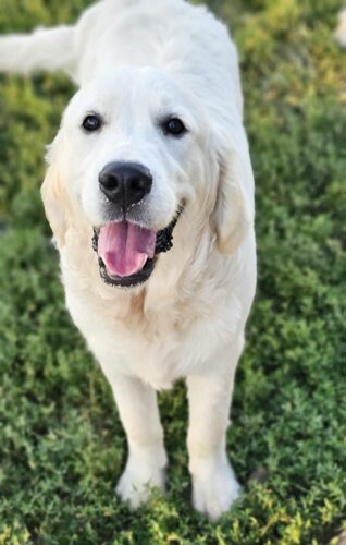 Snowy River's Vin Diesel Of Rus Pekos Krasavec (Sire)