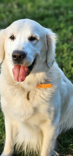 Snowy River Zander Cage (Sire)