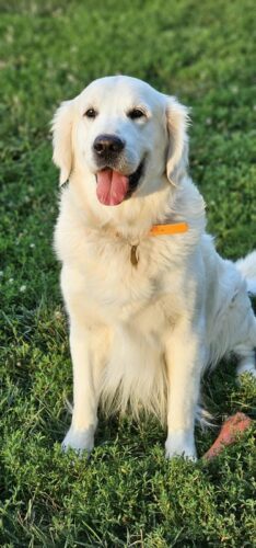 Snowy River Zander Cage (Sire)