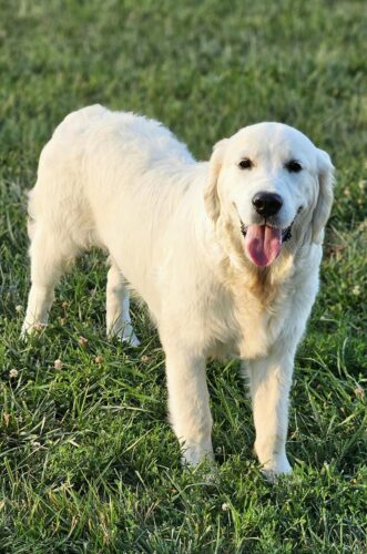 Snowy River's Vin Diesel Of Rus Pekos Krasavec (Sire)