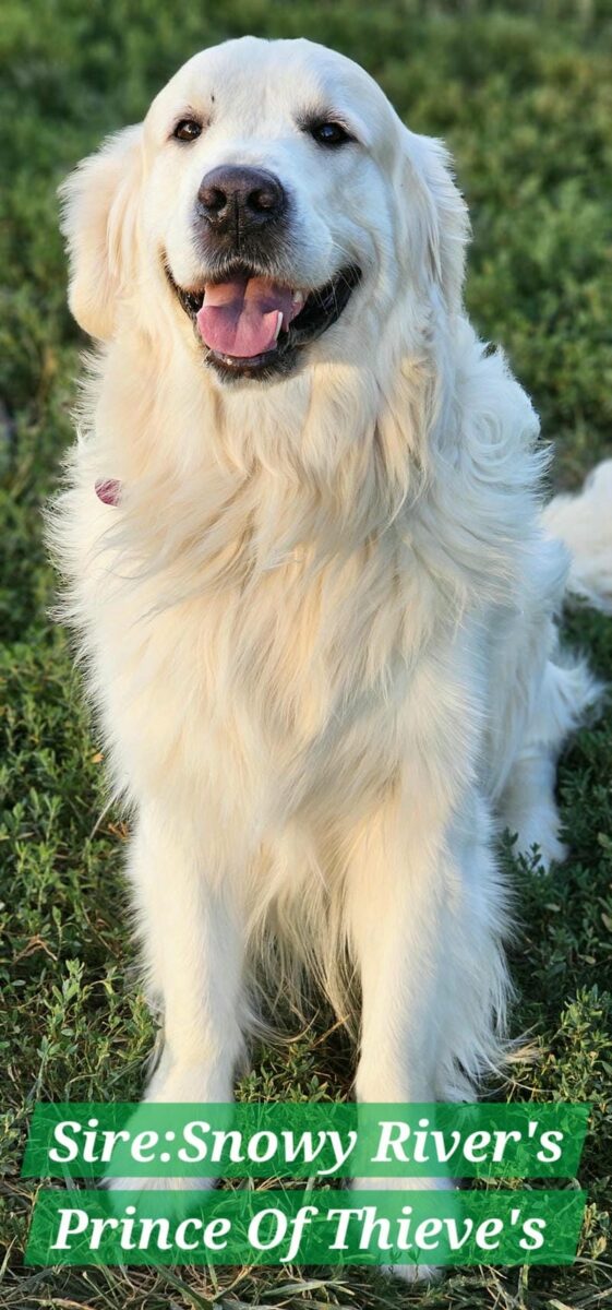 Snowy River's Prince Of Thieve's (Sire)