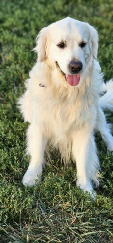 Snowy River's Prince Of Thieve's (Sire)