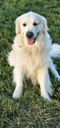 Snowy River's Prince Of Thieve's (Sire)