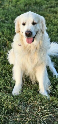 Snowy River's Prince Of Thieve's (Sire)