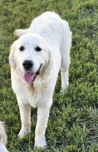 Snowy River's Vin Diesel Of Rus Pekos Krasavec (Sire)