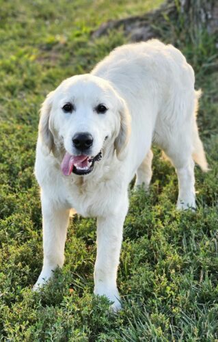 Snowy River's Vin Diesel Of Rus Pekos Krasavec (Sire)