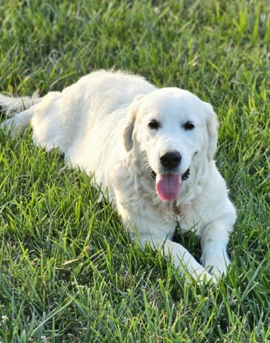 Snowy River's Vin Diesel Of Rus Pekos Krasavec (Sire)