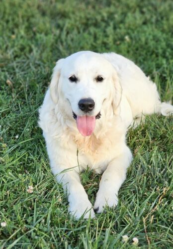 Snowy River's Vin Diesel Of Rus Pekos Krasavec (Sire)