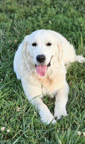 Snowy River's Vin Diesel Of Rus Pekos Krasavec (Sire)