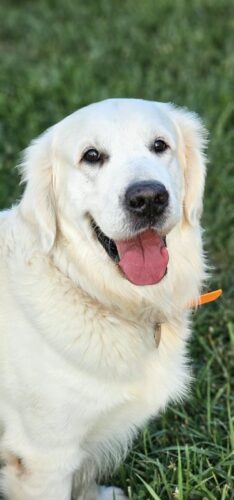 Snowy River Zander Cage (Sire)