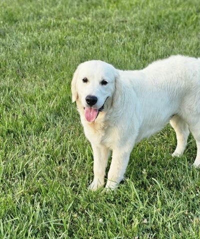 Snowy River's Vin Diesel Of Rus Pekos Krasavec (Sire)