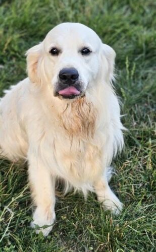 Snowy River's Rip Wheeler Legacy Of Poncho (Sire)