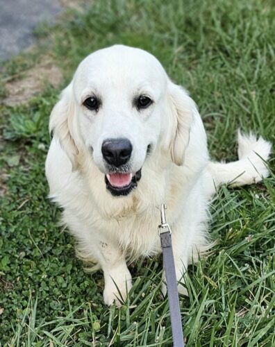 Bitch: Snowy River's Raven's and Poncho's Miracle (Dam)