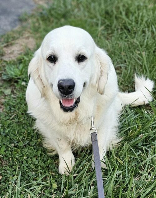 Bitch: Snowy River's Raven's and Poncho's Miracle (Dam)