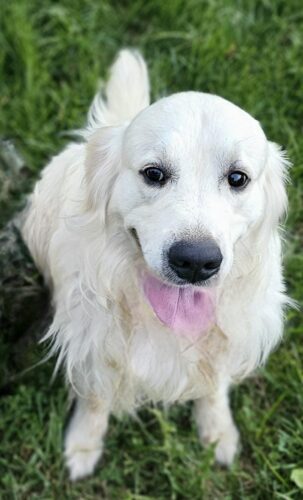 Snowy River's Rip Wheeler Legacy Of Poncho (Sire)