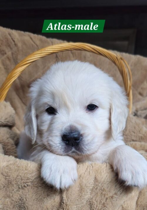 Atlas-male (Reserved)