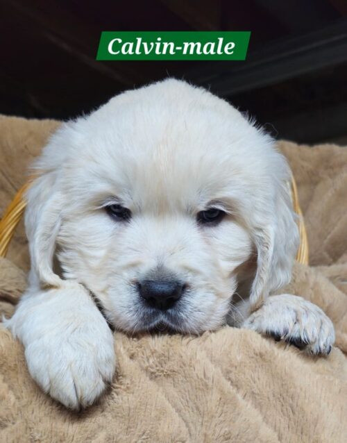 Calvin - male (Reserved)