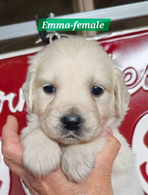 Emma-female(Reserved)