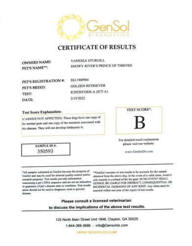 Snowy River's Prince Of Thieve's (Sire)