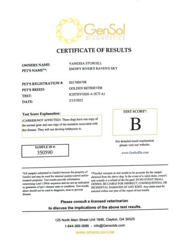 English Golden Retriever Breeders (Dam) Snowy River's Raven's Sky