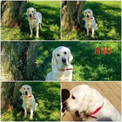 Golden Retriever Breeders (Dam) Snowy River's KiKi