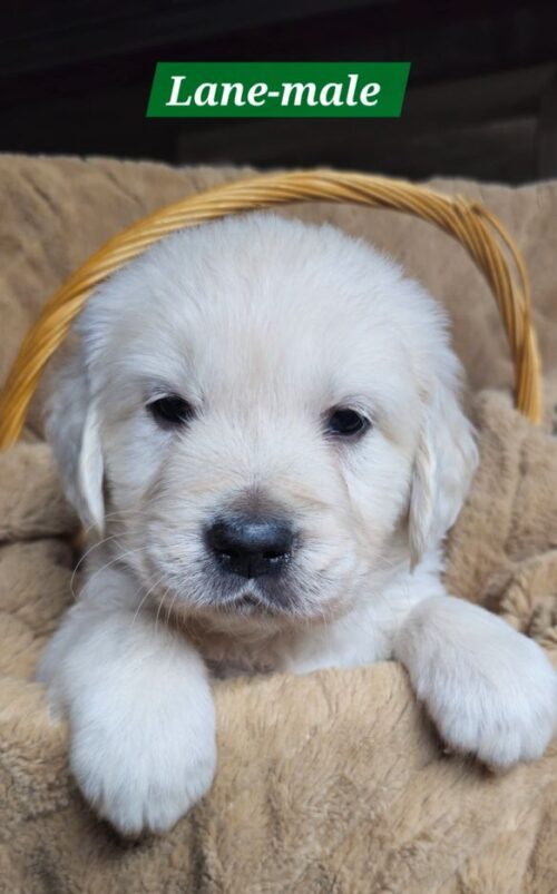 Lane-male (Reserved)