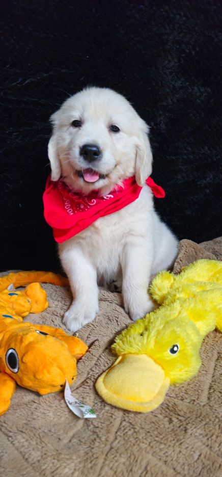 Leah-female (Available)