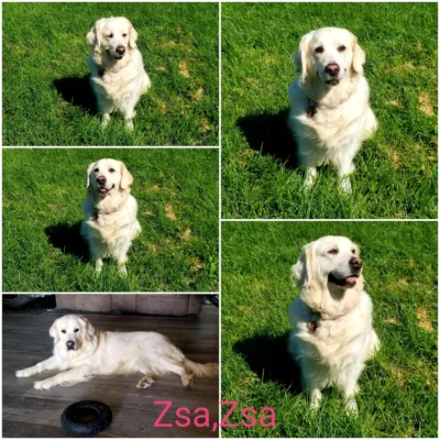 Golden Retriever Breeders (Dam) Zsa's Meaningful Beauty