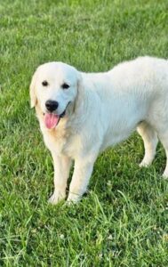 Snowy River's Princess Neytiri