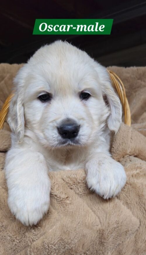 Oscar - male (Reserved)