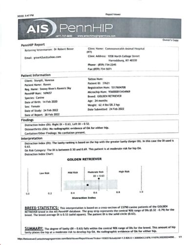 English Golden Retriever Breeders (Dam) Snowy River's Raven's Sky