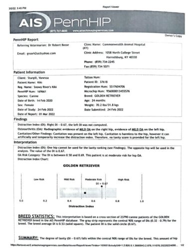 Golden Retriever Breeders (Dam) Snowy River's KiKi