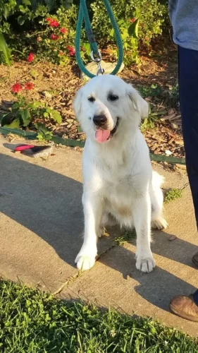 English Golden Retriever Breeders (Dam) Snowy River's Raven's Sky