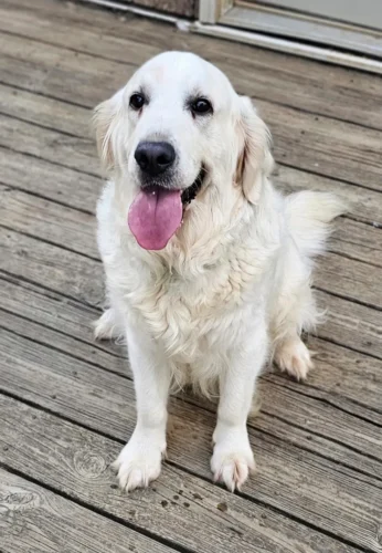 English Golden Retriever Breeders (Dam) Snowy River's Raven's Sky