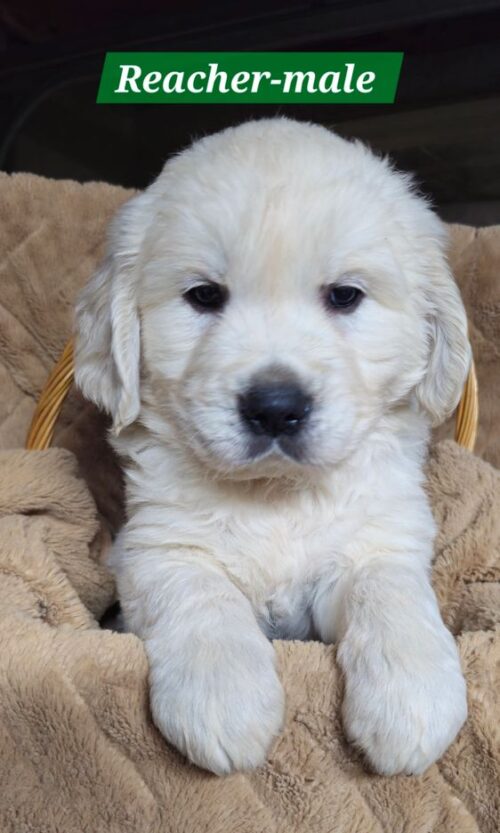 Reacher - male (Reserved)