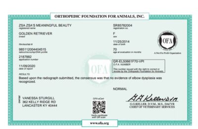 Golden Retriever Breeders (Dam) Zsa's Meaningful Beauty