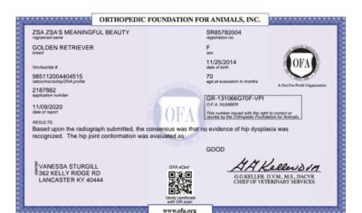 Golden Retriever Breeders (Dam) Zsa's Meaningful Beauty