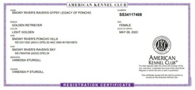 Golden Retriever Breeders (Dam) Snowy River's Raven's Gypsy Legacy Of Poncho