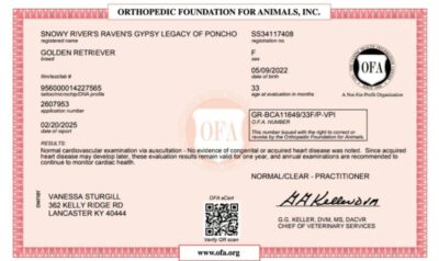 Golden Retriever Breeders (Dam) Snowy River's Raven's Gypsy Legacy Of Poncho