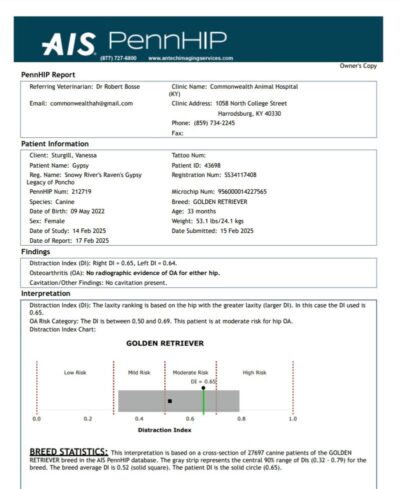 Golden Retriever Breeders (Dam) Snowy River's Raven's Gypsy Legacy Of Poncho