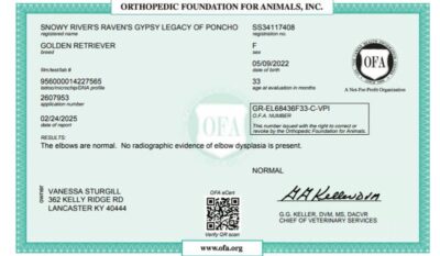 Golden Retriever Breeders (Dam) Snowy River's Raven's Gypsy Legacy Of Poncho